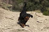 CAVALIER KING CHARLES 293